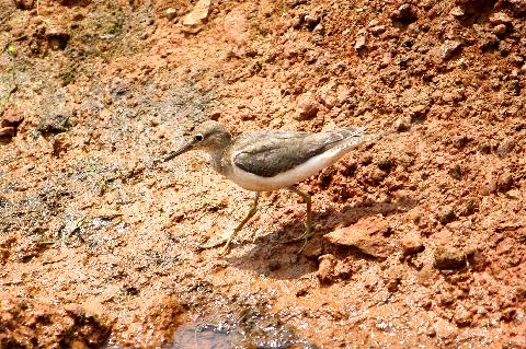 Birds in Goa - Download Goa Photos